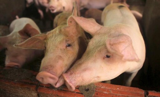 台灣豬瘟拔針一週年 農業部申請成為非疫國