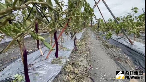 凱米颱風重創農業！香蕉農損2.6億最為慘重