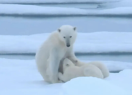 珍貴畫面曝光！北極熊溫馨哺乳雙子