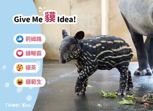 北市動物園馬來貘命名投票大戰開始！