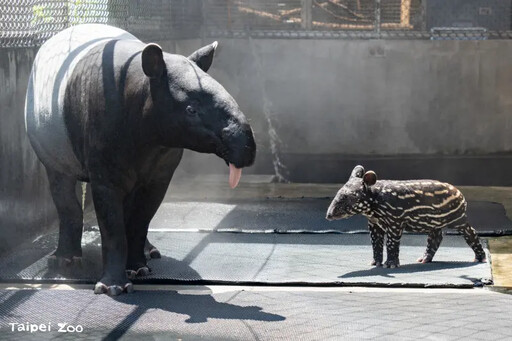 北市動物園馬來貘命名投票大戰開始！