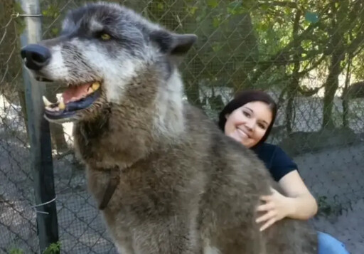 奶狗「長成巨獸」飼主嚇到棄養！竟成明星犬