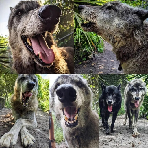 奶狗「長成巨獸」飼主嚇到棄養！竟成明星犬