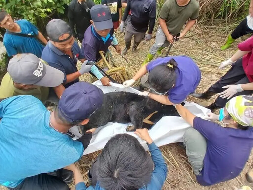 卑南首例！台灣黑熊受困套索 疑熱衰竭死亡