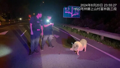 麝香豬大街遊蕩！聽懂警指示乖坐路邊等救援