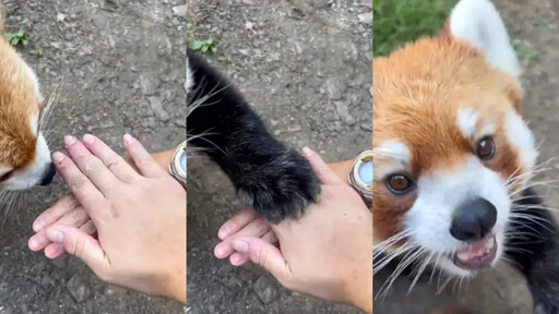 飼養員揪小貓熊「疊手大挑戰」！牠1秒成功