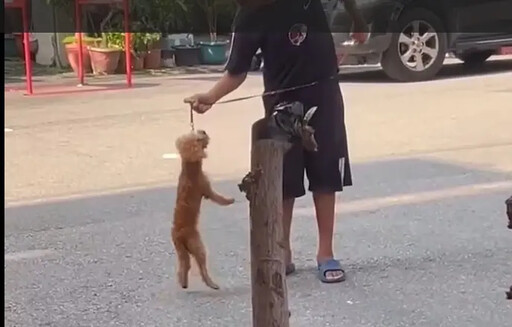 男童大街虐狗引眾怒 民代批中市府態度消極