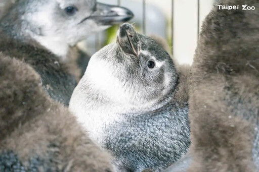 台北市動物園企鵝館 人工孵化7隻黑腳企鵝