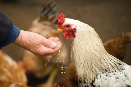 雞農怒轟遭飼料廠騙了 揚言不排除上街抗議