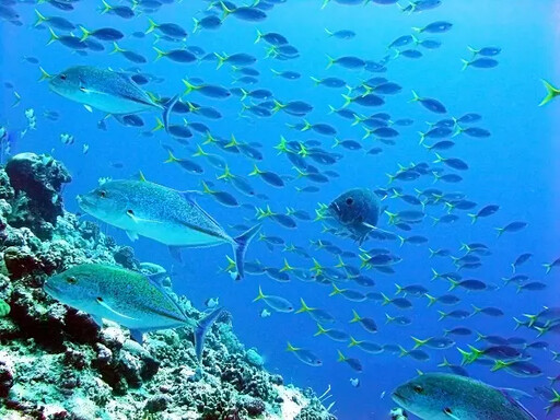 秋遊「海洋天堂」帛琉華航獨家直飛