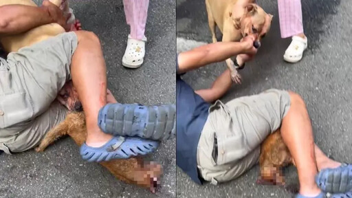 比特犬發狂咬死流浪貓！動保處開罰飼主4萬5