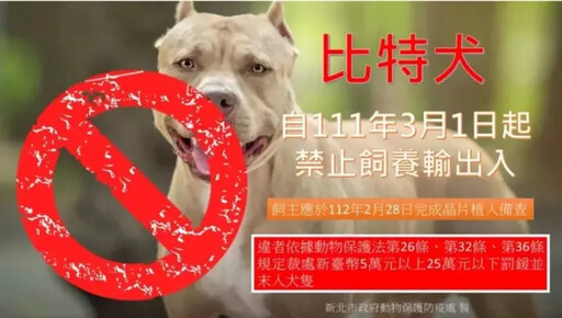 比特犬發狂咬死流浪貓！動保處開罰飼主4萬5