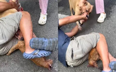 比特犬發狂咬死流浪貓！動保處開罰飼主4萬5