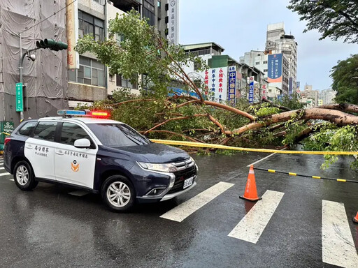 高雄路樹倒塌 1車遭壓 公園處：為學校權管