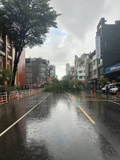 高雄路樹倒塌 1車遭壓 公園處：為學校權管