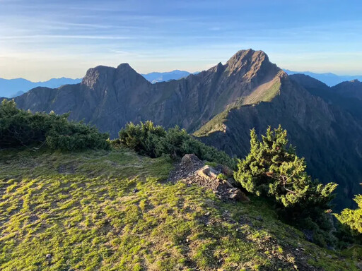 獨／法國菊在玉山北峰絕跡 兇手是「牠」