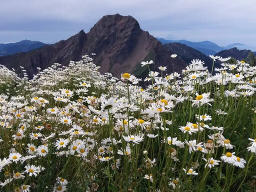 獨／法國菊在玉山北峰絕跡 兇手是「牠」