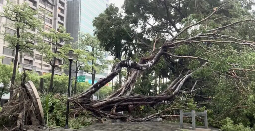 颱風山陀兒席捲高雄 小港現場直擊大樹倒塌