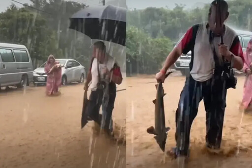 金山萬里超大豪雨！民眾路上撿到鱘龍魚