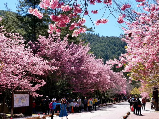 明年櫻花季日期出爐 3時段搶武陵農場住宿