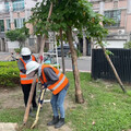 天兔颱風加速來襲！高雄市公園處防颱護樹