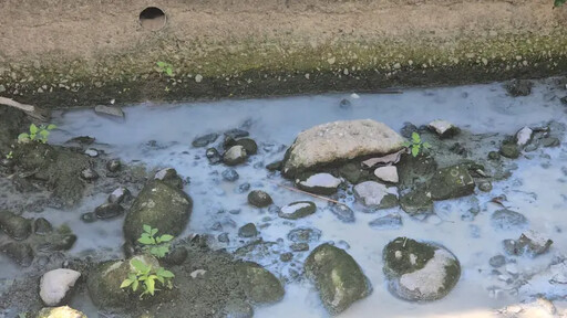 假日偷排廢水！台中太平出現牛奶溝