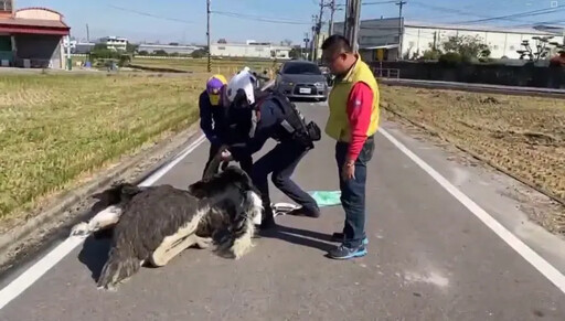 鴕鳥又跨縣市逛大街 這家派出所成抓鳥高手