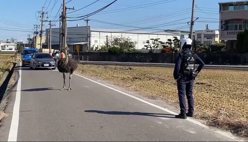 鴕鳥又跨縣市逛大街 這家派出所成抓鳥高手