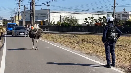 鴕鳥又跨縣市逛大街 這家派出所成抓鳥高手