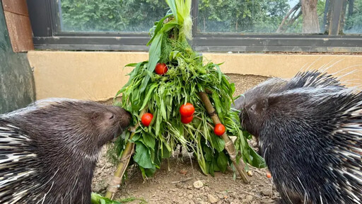 壽山動物園秀創意 點心聖誕樹動物大快朵頤