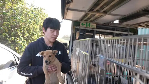 高強度母犬絕育 助基隆、北市浪浪減半