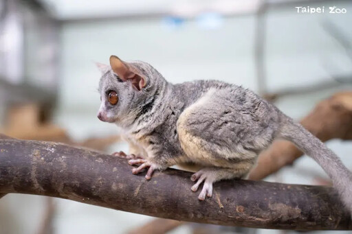 北市動物園迎新朋友 「嬰猴」1/1正式亮相