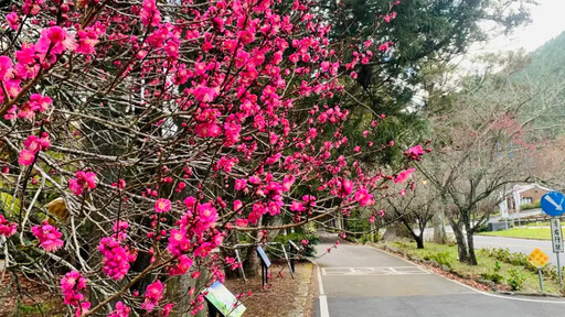 櫻花季力抗國旅衰退！武陵農場二月住宿全滿