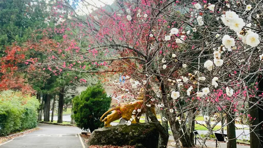 櫻花季力抗國旅衰退！武陵農場二月住宿全滿