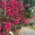 櫻花季力抗國旅衰退！武陵農場二月住宿全滿