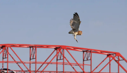 「鳥為食亡」瀕危 蘋果臉萌禽重返濁水溪