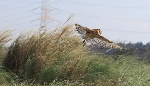 「鳥為食亡」瀕危 蘋果臉萌禽重返濁水溪