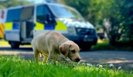 拉不拉多警犬兩歲就退役！提早退休人類羨慕