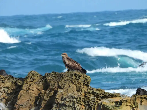 黑鳶數量創新高！北海岸族群達歷年最高紀錄