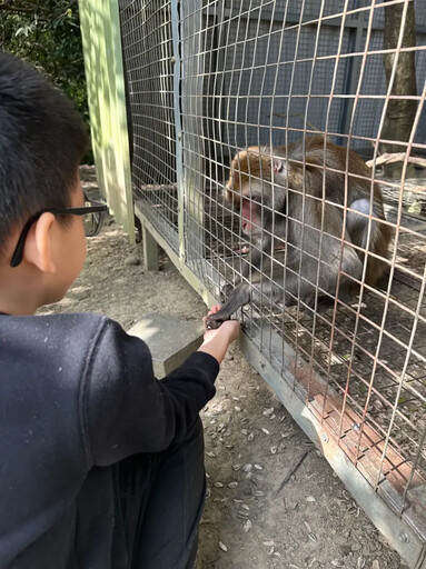 住民宿像在動物園 近距離餵養樂趣多