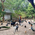 住民宿像在動物園 近距離餵養樂趣多