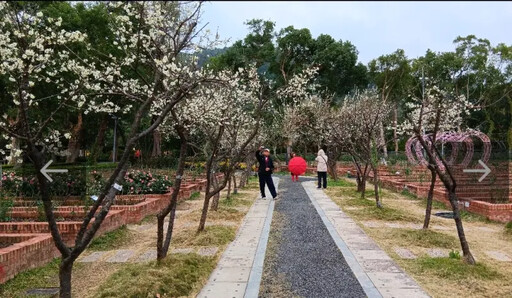 各有姿態！盤點台北市公園梅花景點