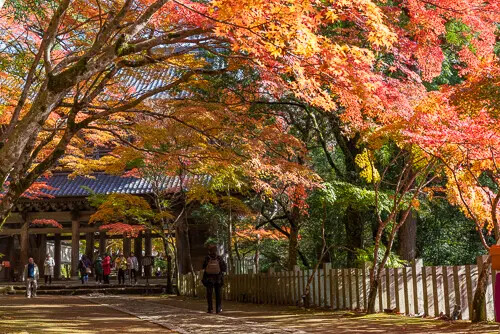 日本滋賀縣秋冬秘境！賞千年歷史與自然之美