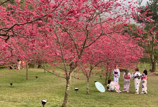 武陵櫻花季明登場！2千遊客這原因上不了山