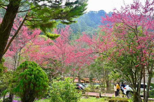 武陵櫻花季明登場！2千遊客這原因上不了山