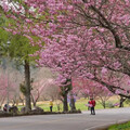 快訊／武陵櫻花季管制期延長至3月2日