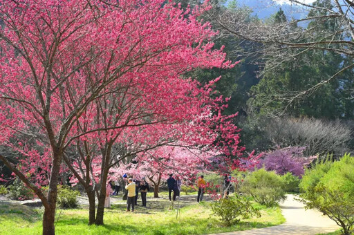 阿里山花季3/10開跑！12天假日交通管制出爐