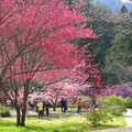 阿里山花季3/10開跑！12天假日交通管制出爐