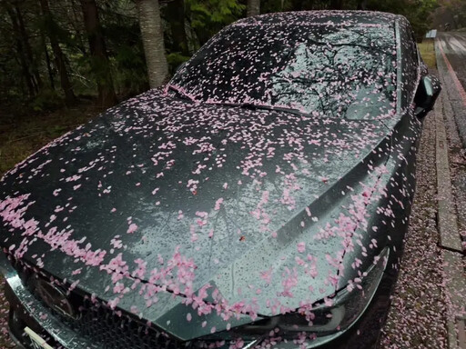 美翻！雨後武陵農場舖滿粉紅櫻花毯