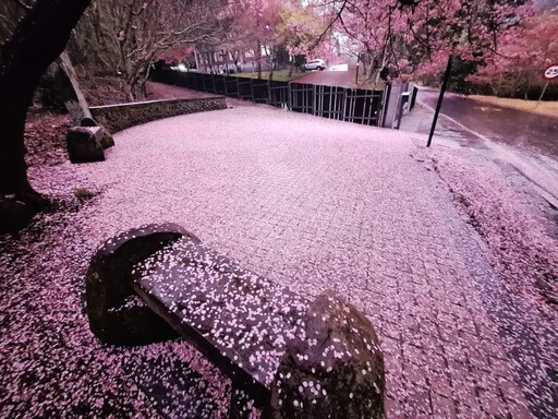 美翻！雨後武陵農場舖滿粉紅櫻花毯